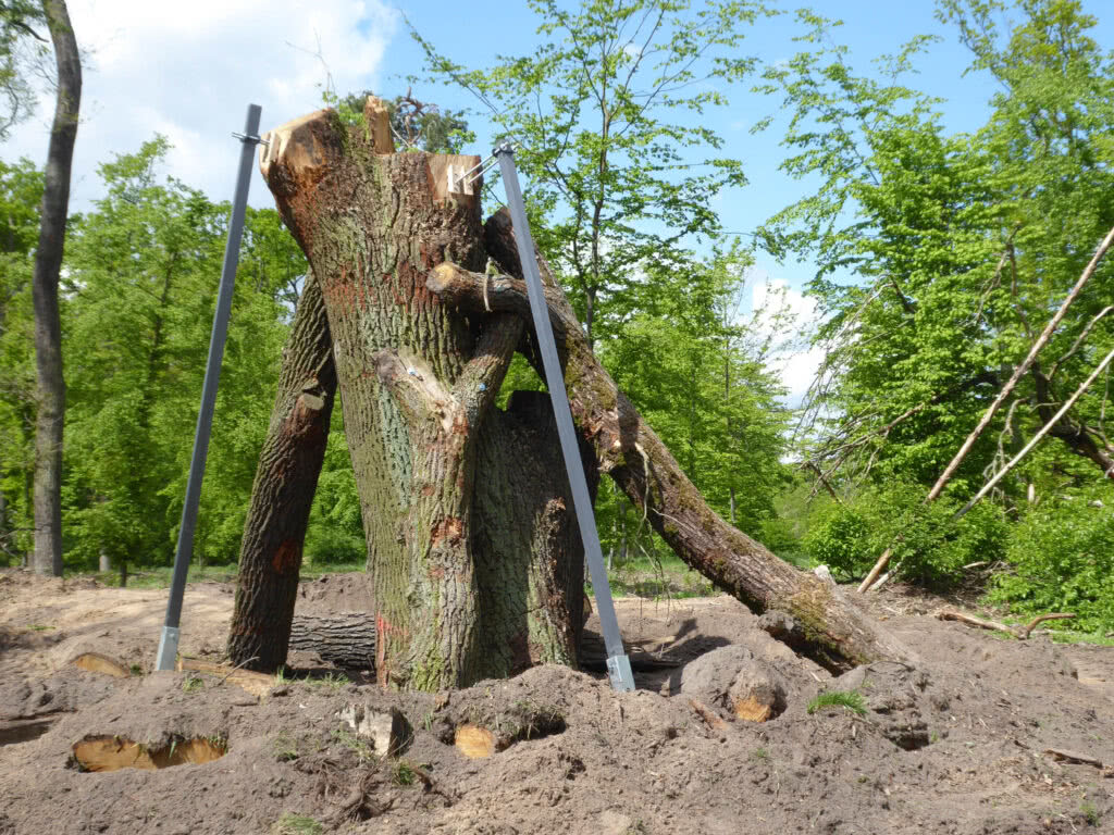 Umsetzung gefällter Habitatbäume